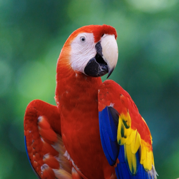 Scarlet macaw