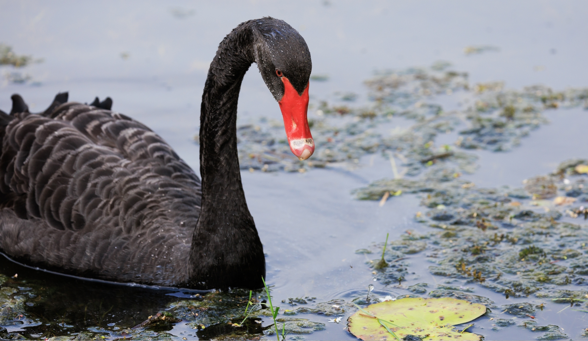 Photo 2 of Black Swan