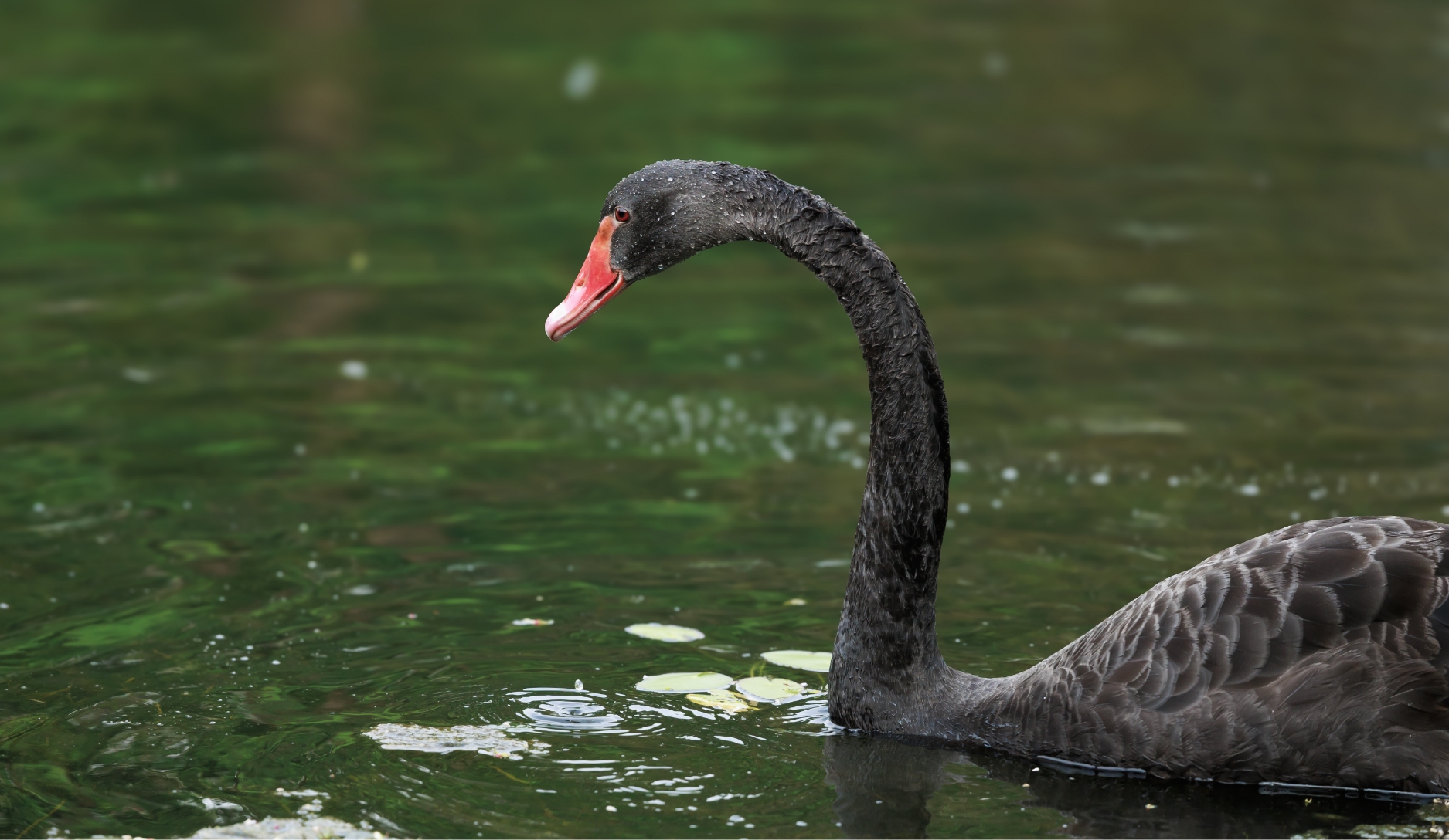 Photo 1 of Black Swan