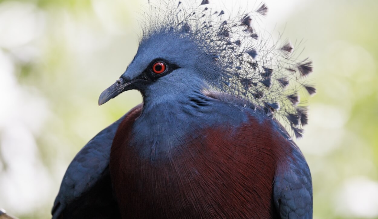 Photo 1 of Crowned Pigeon