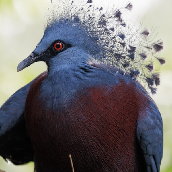 Crowned Pigeon