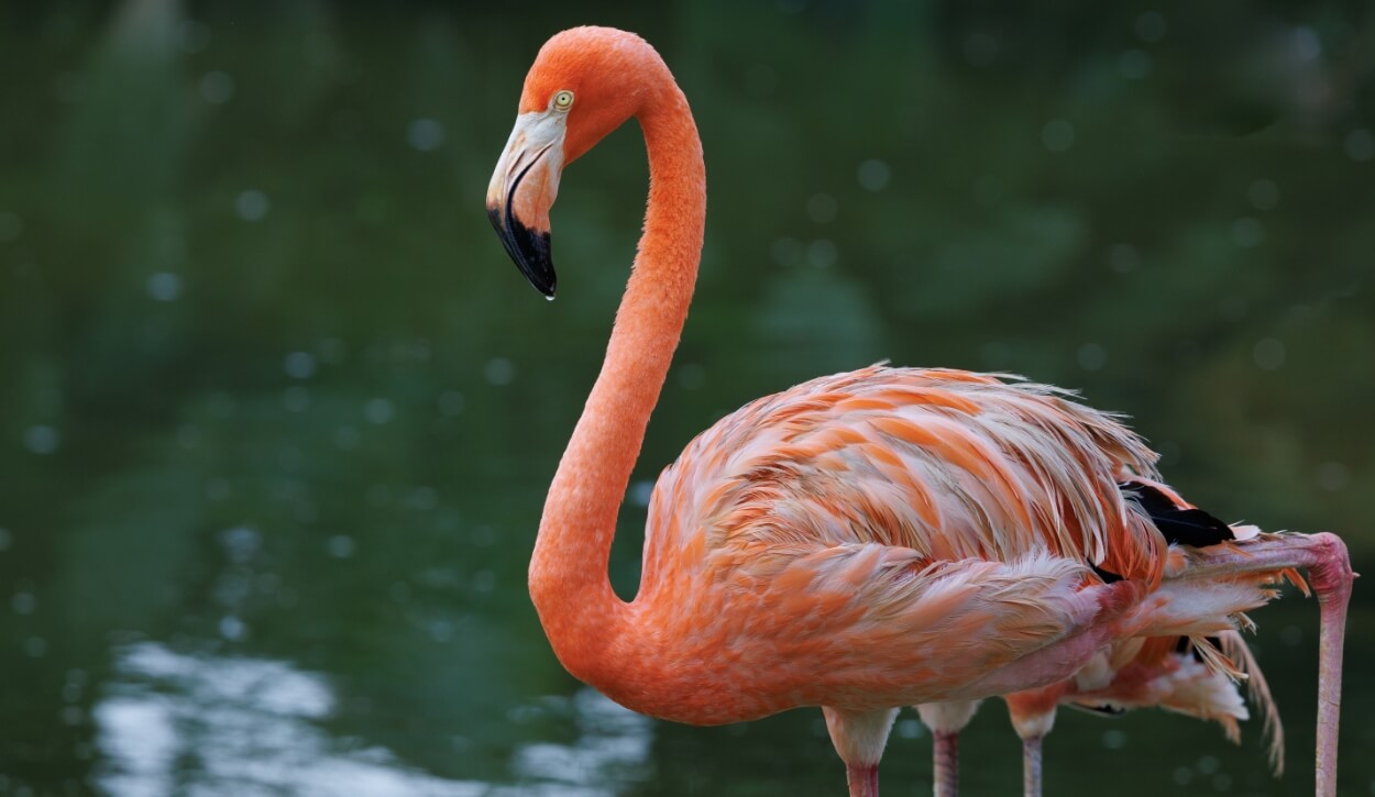 Photo 1 of American Flamingo