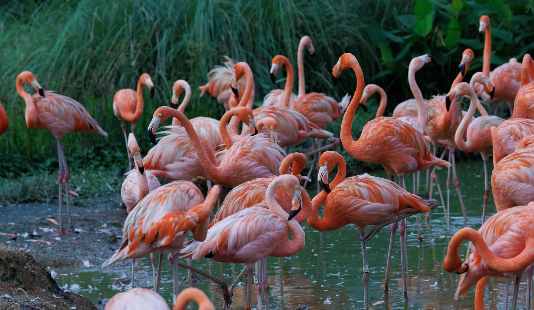 Photo 2 of American Flamingo