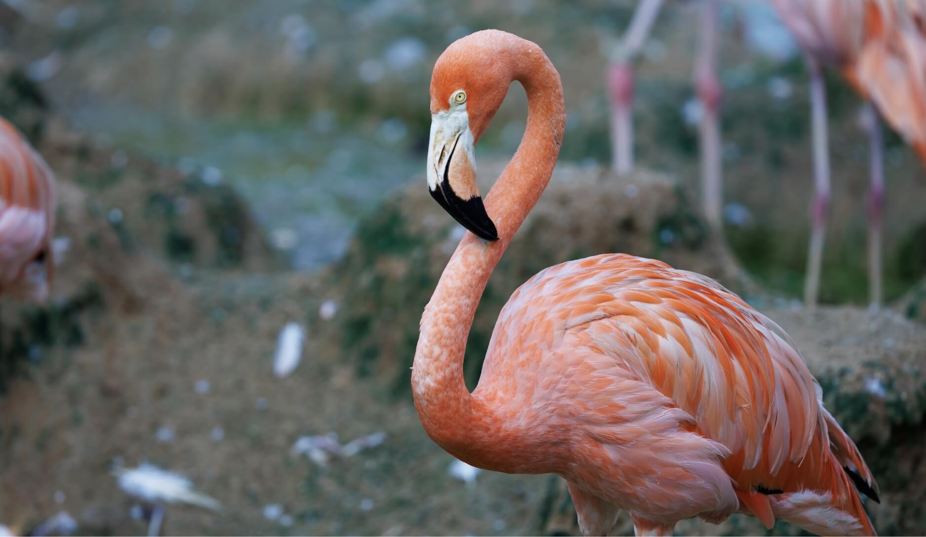 Photo 3 of American Flamingo