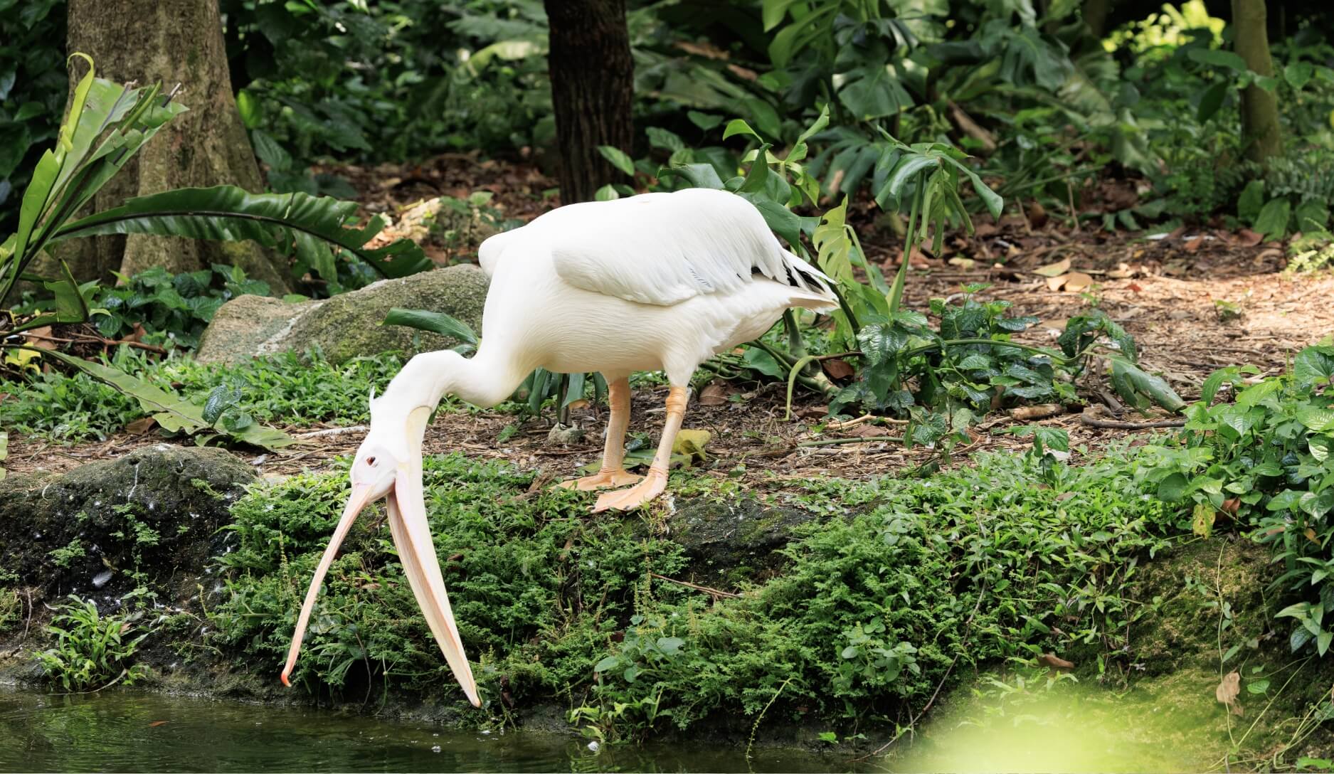 Photo 2 of Pelican
