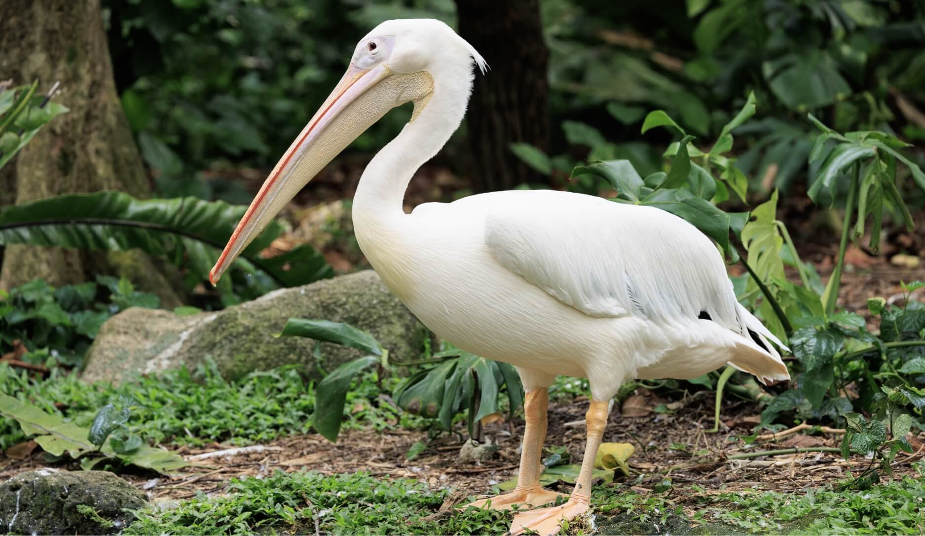 Photo 1 of Pelican