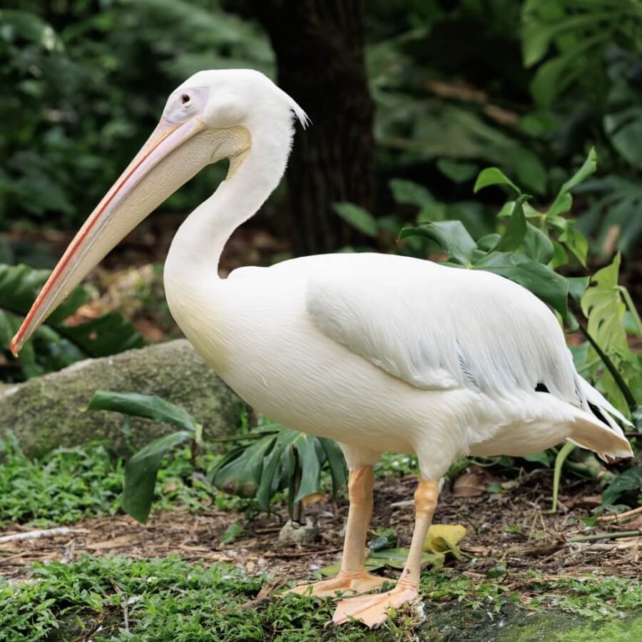 Pelican