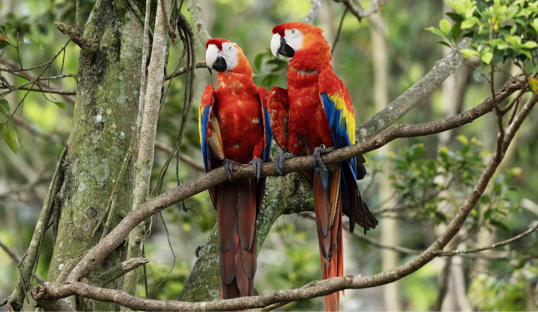 Photo 2 of Scarlet macaw