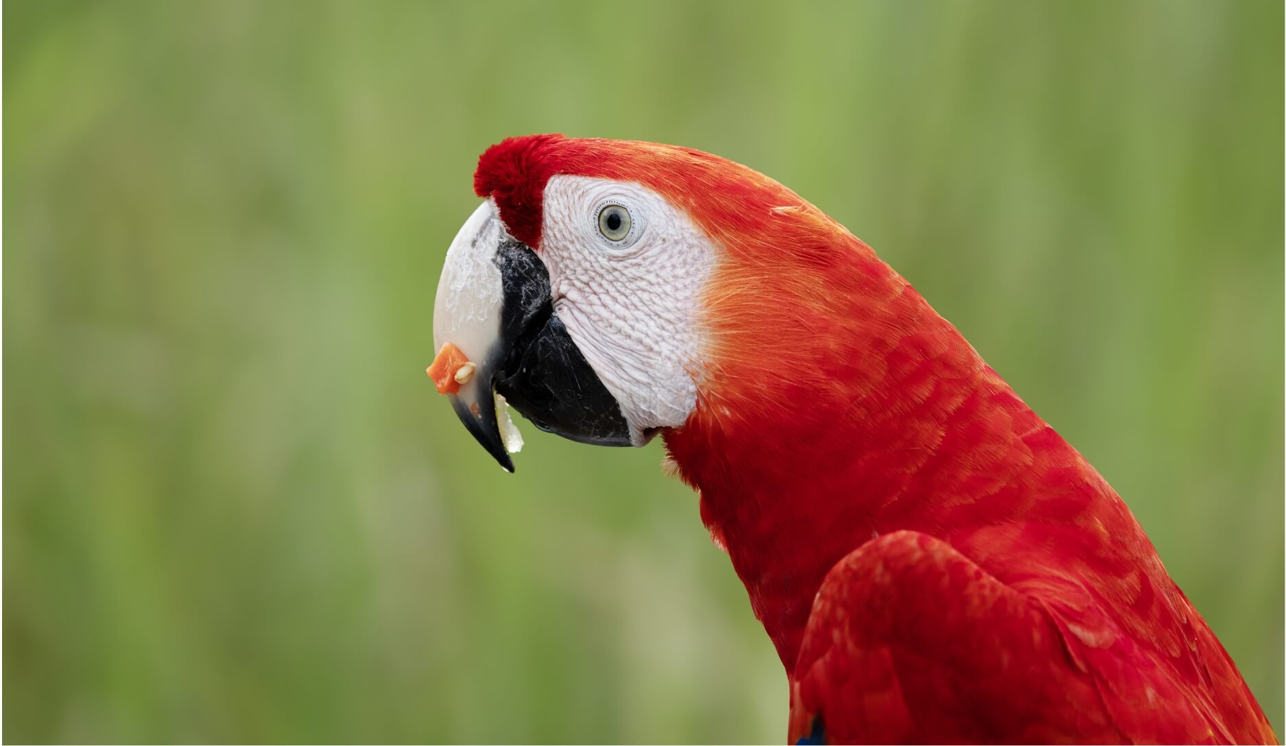 Photo 3 of Scarlet macaw