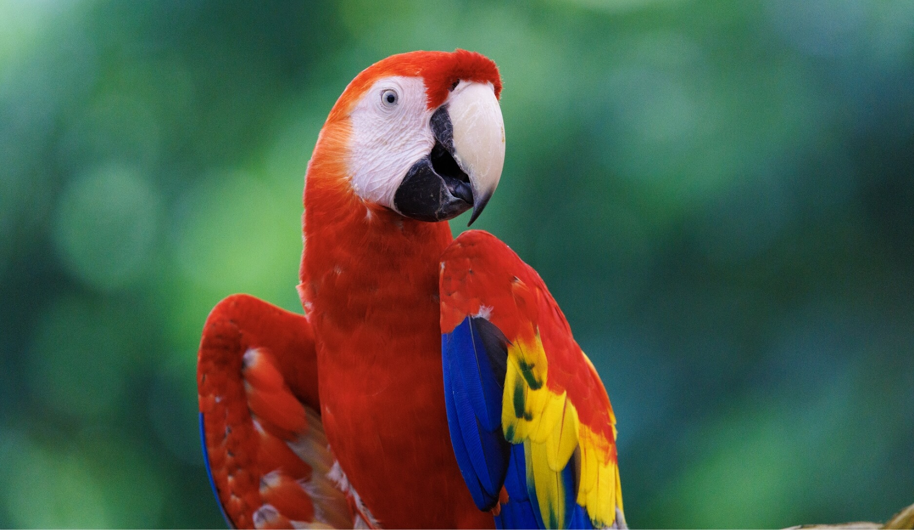 Photo 1 of Scarlet macaw