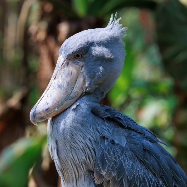 Shoebill