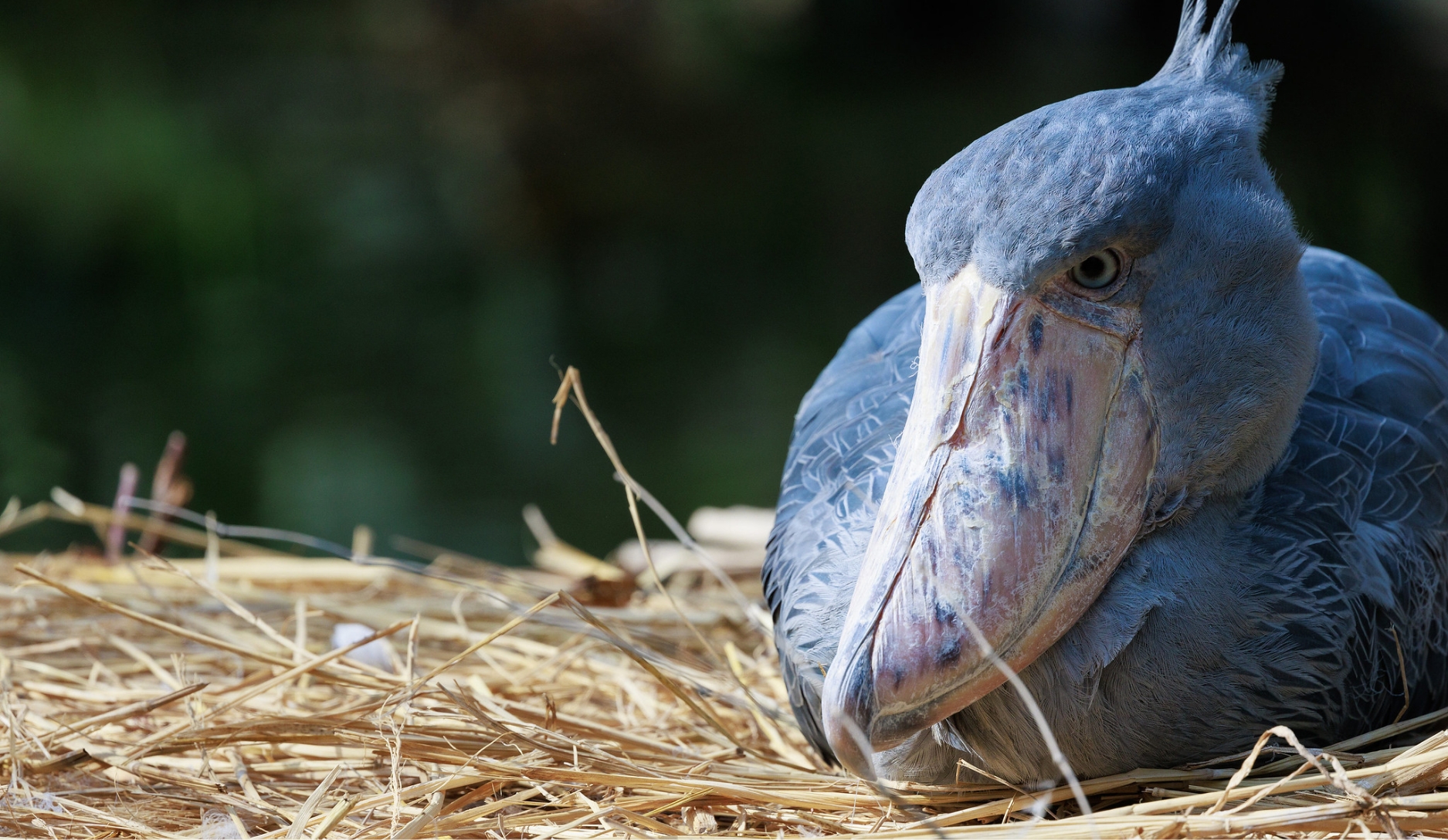 Photo 2 of Shoebill