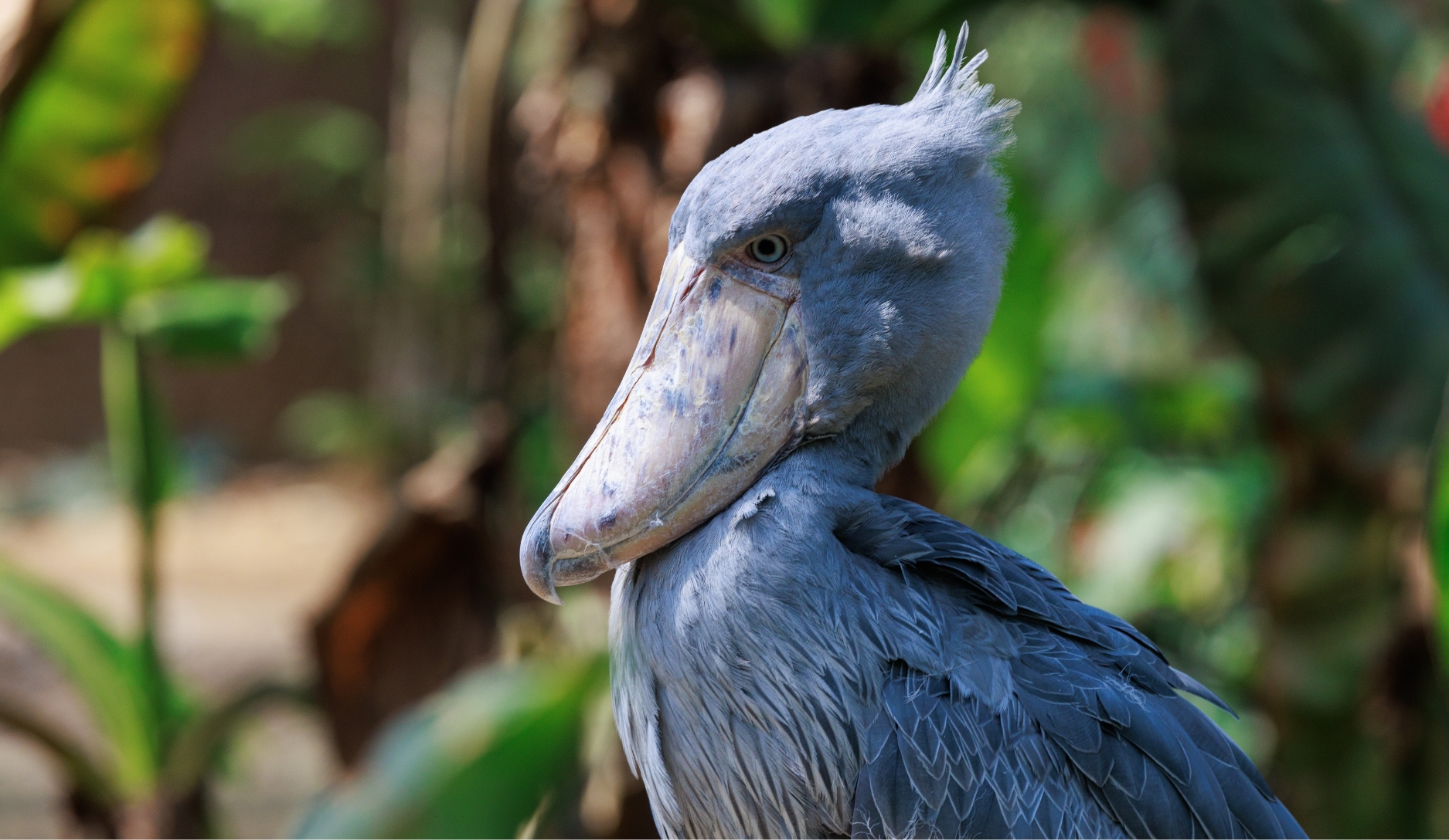Photo 1 of Shoebill