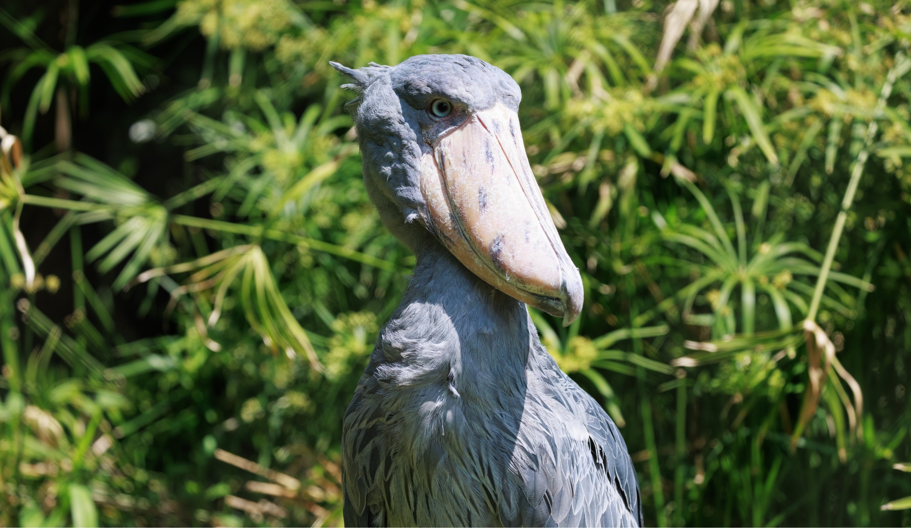 Photo 3 of Shoebill