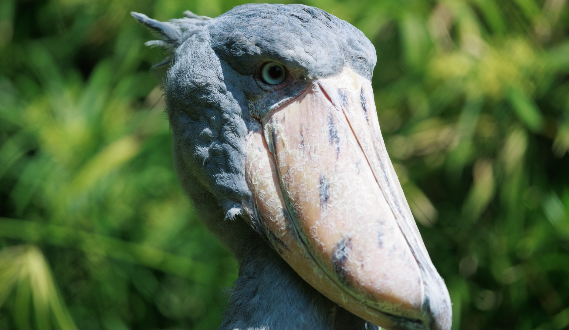 Photo 4 of Shoebill