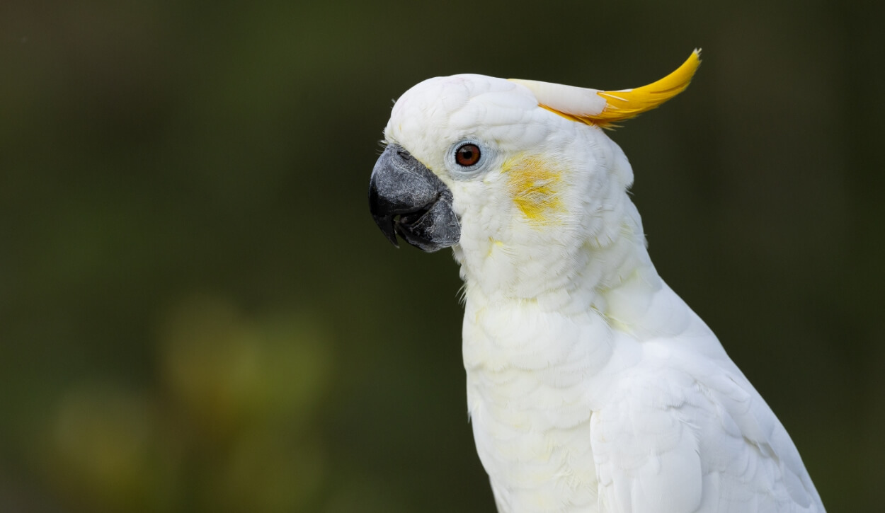Photo 1 of Sulphur-crested Cockatoo