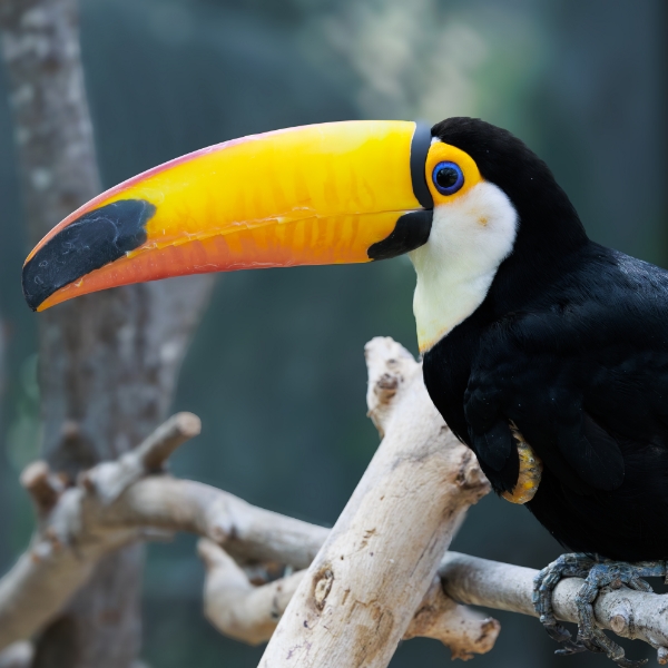 Toucan