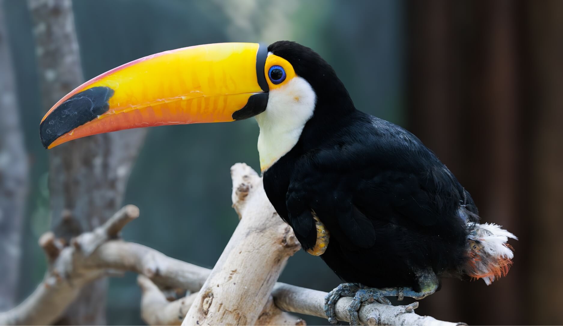 Photo 1 of Toucan