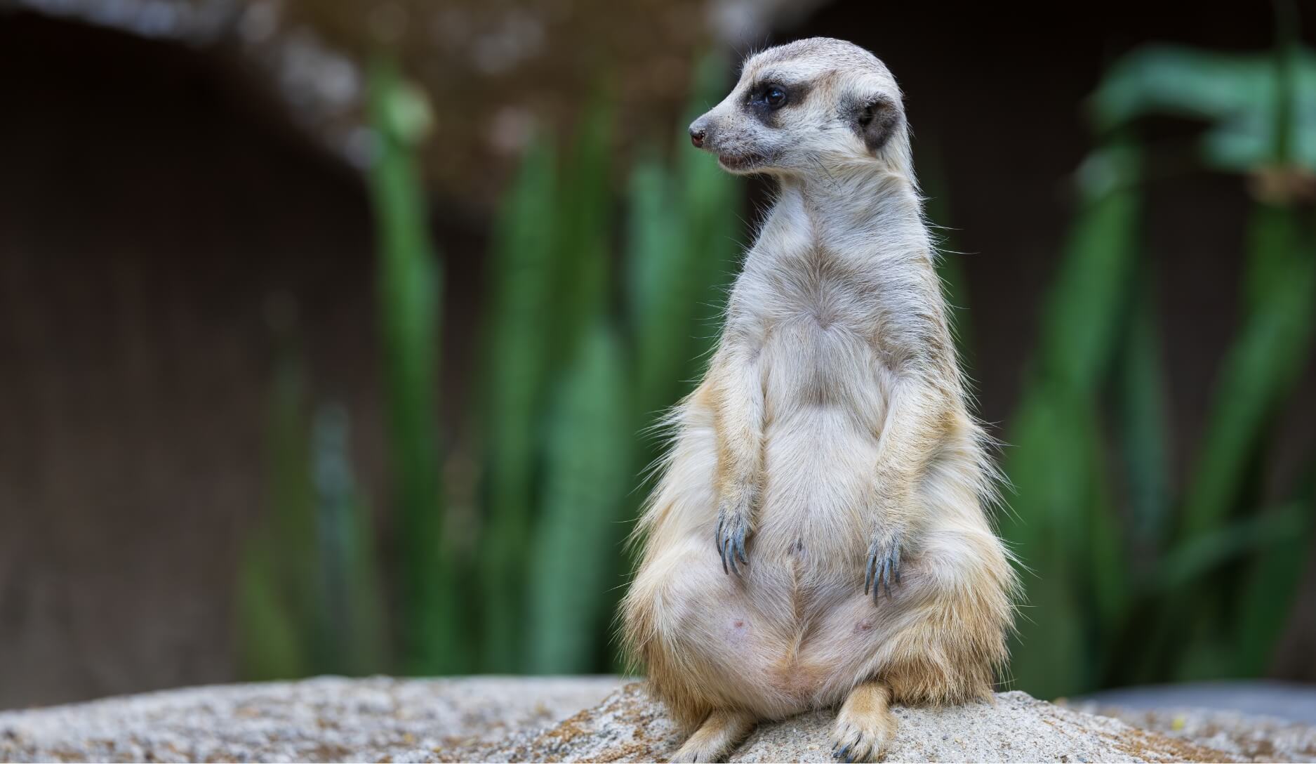 Photo 2 of Meerkat