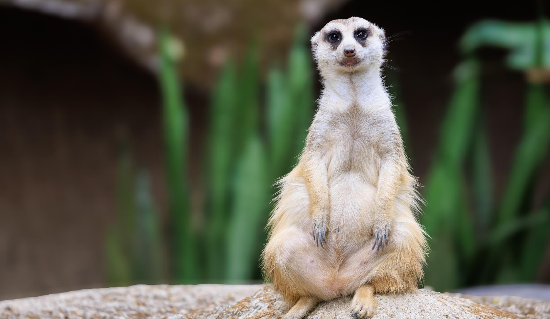 Photo 3 of Meerkat