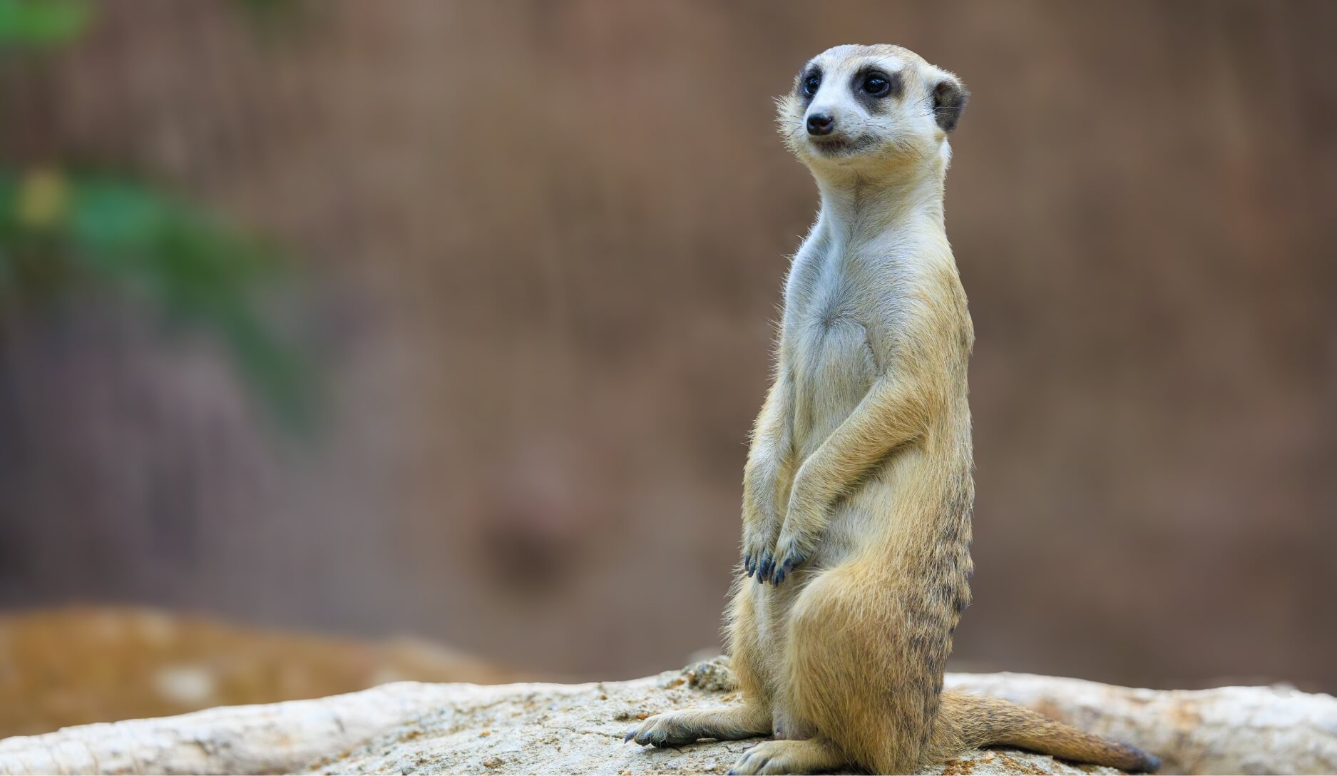 Photo 1 of Meerkat