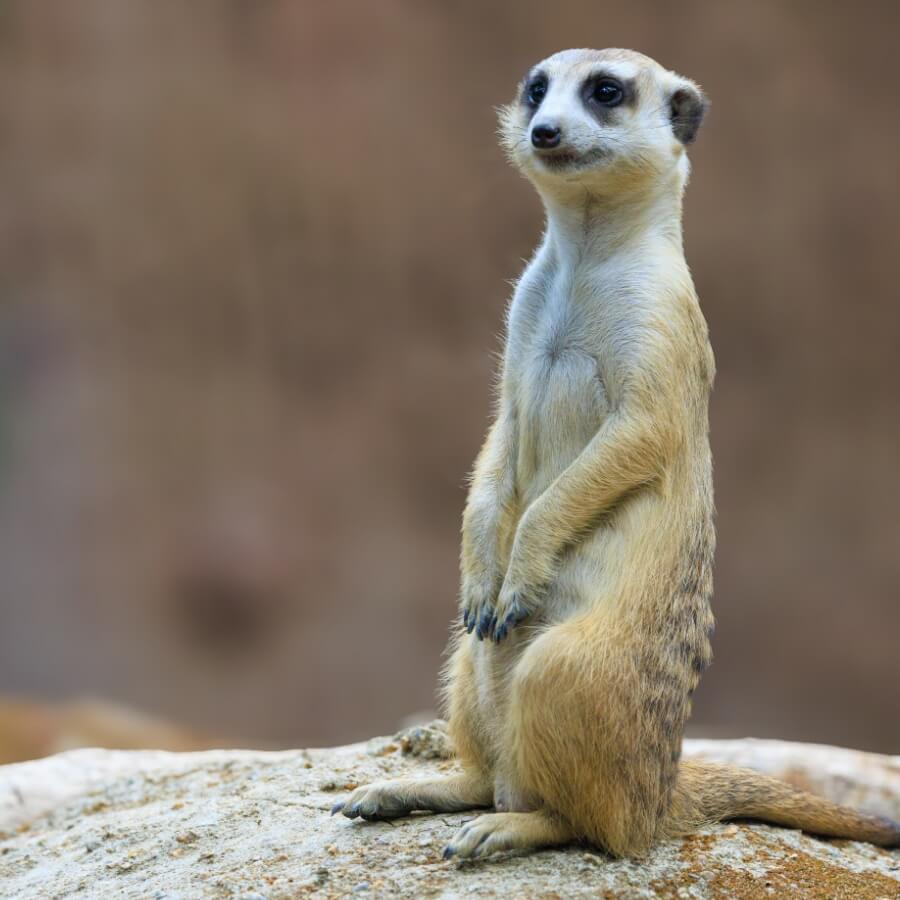 Meerkat