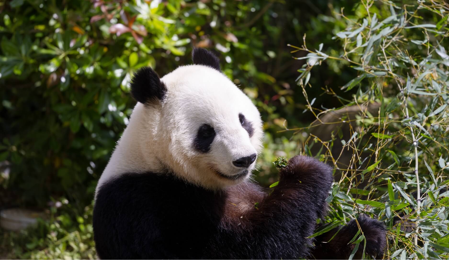 Photo 1 of Giant Panda