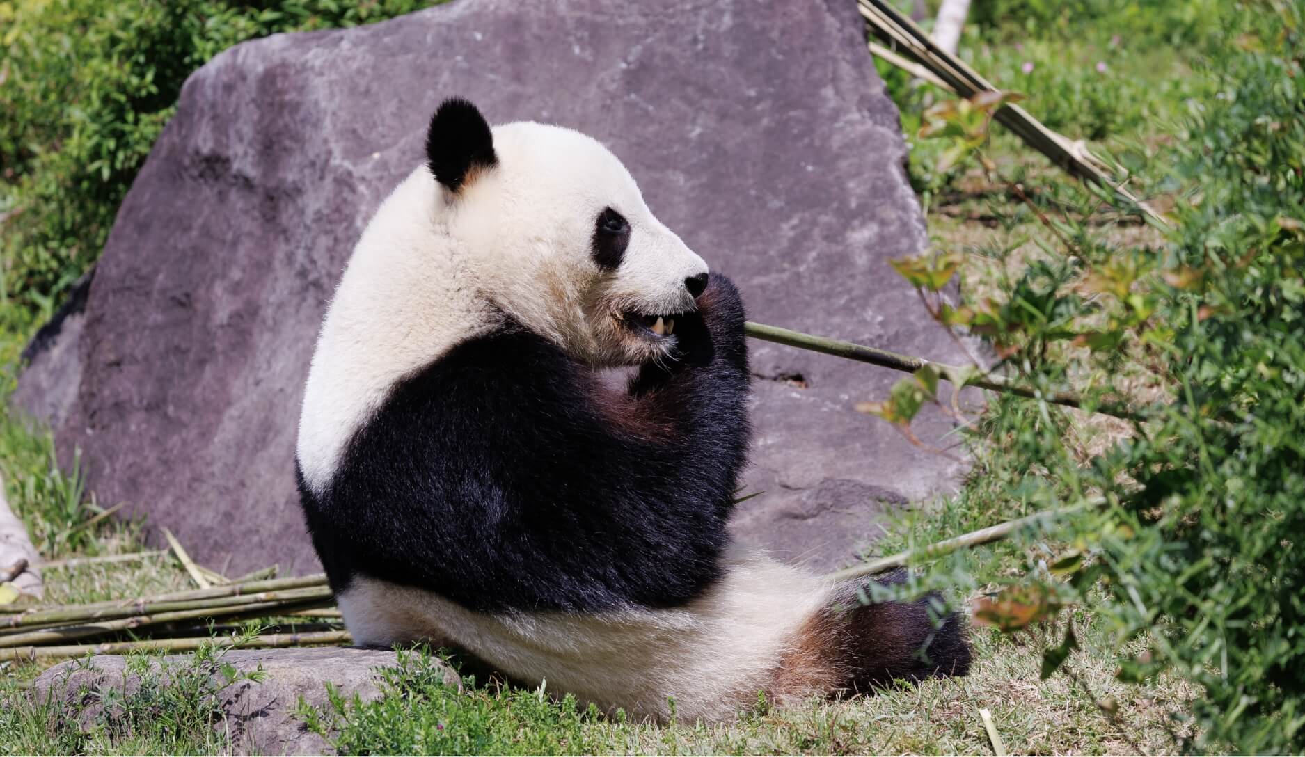 Photo 2 of Giant Panda