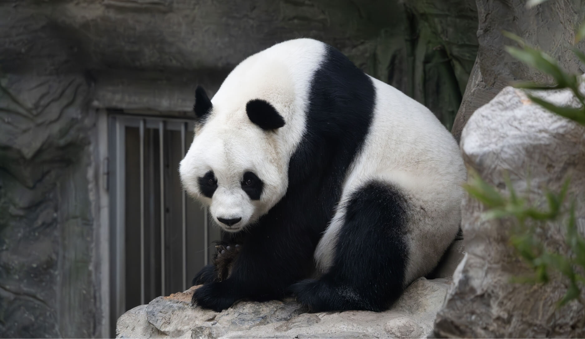 Photo 3 of Giant Panda