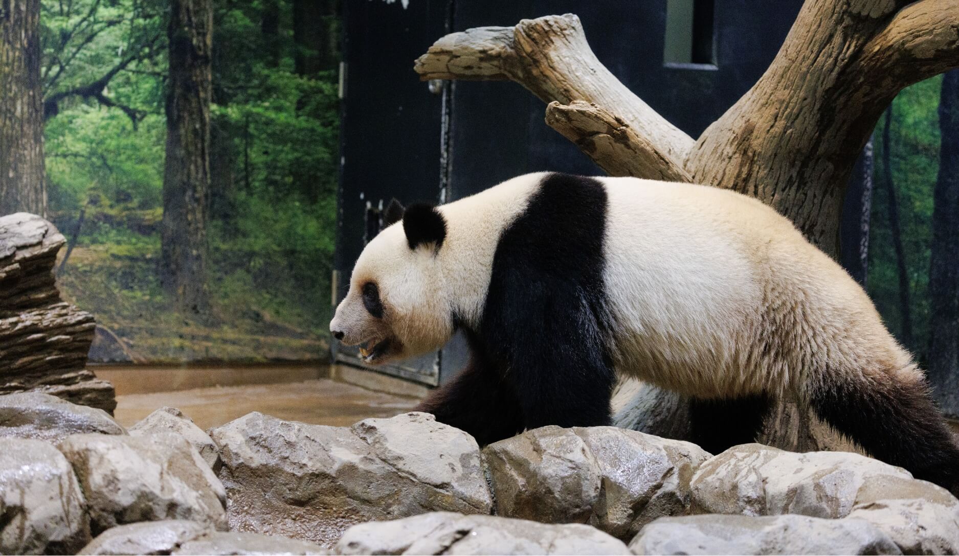 Photo 4 of Giant Panda