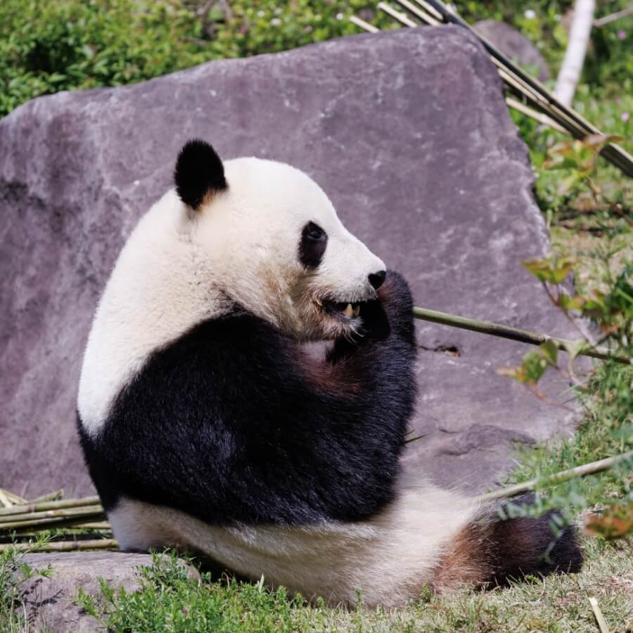 Giant Panda