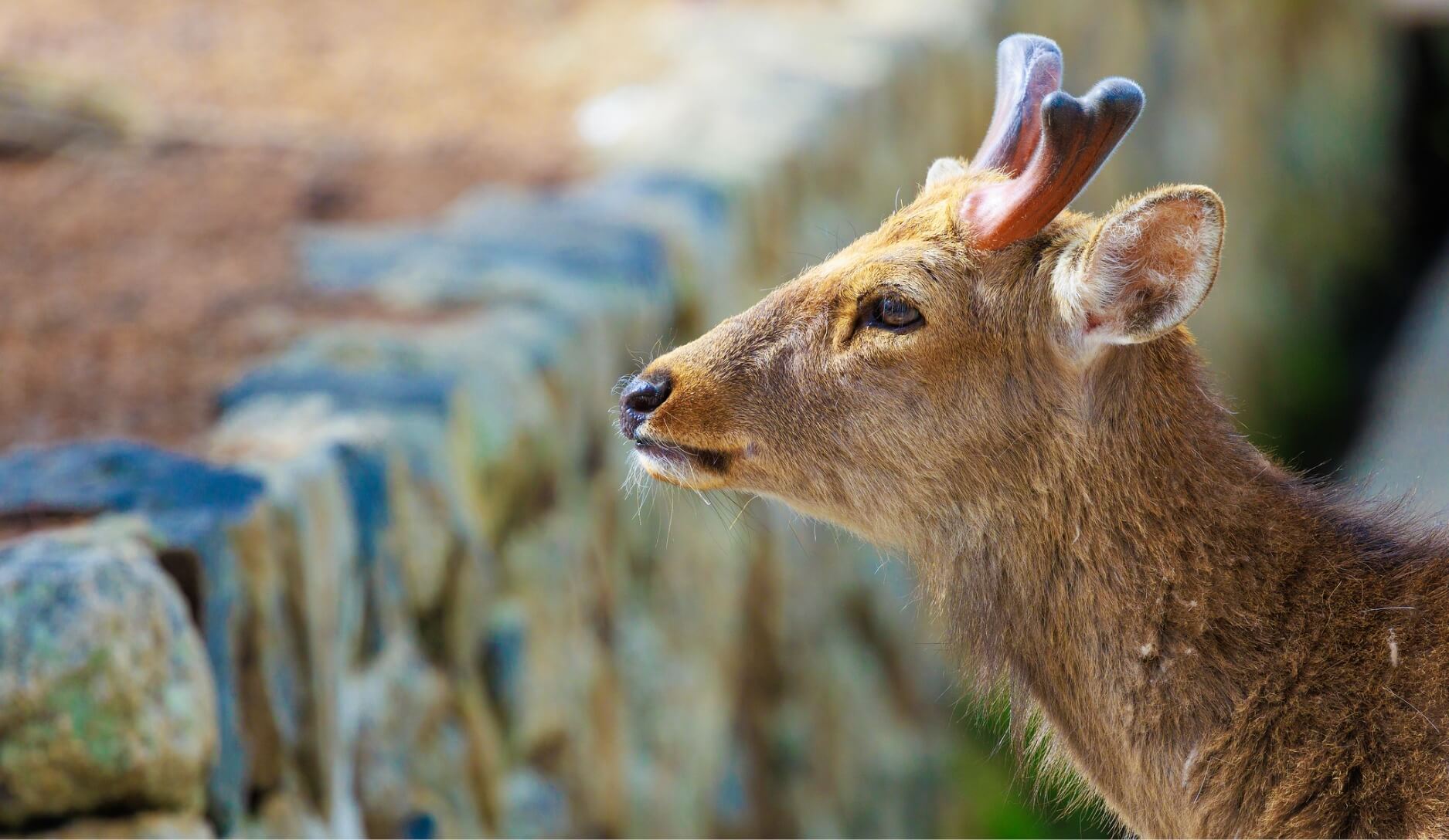 Photo 1 of Sika Deer