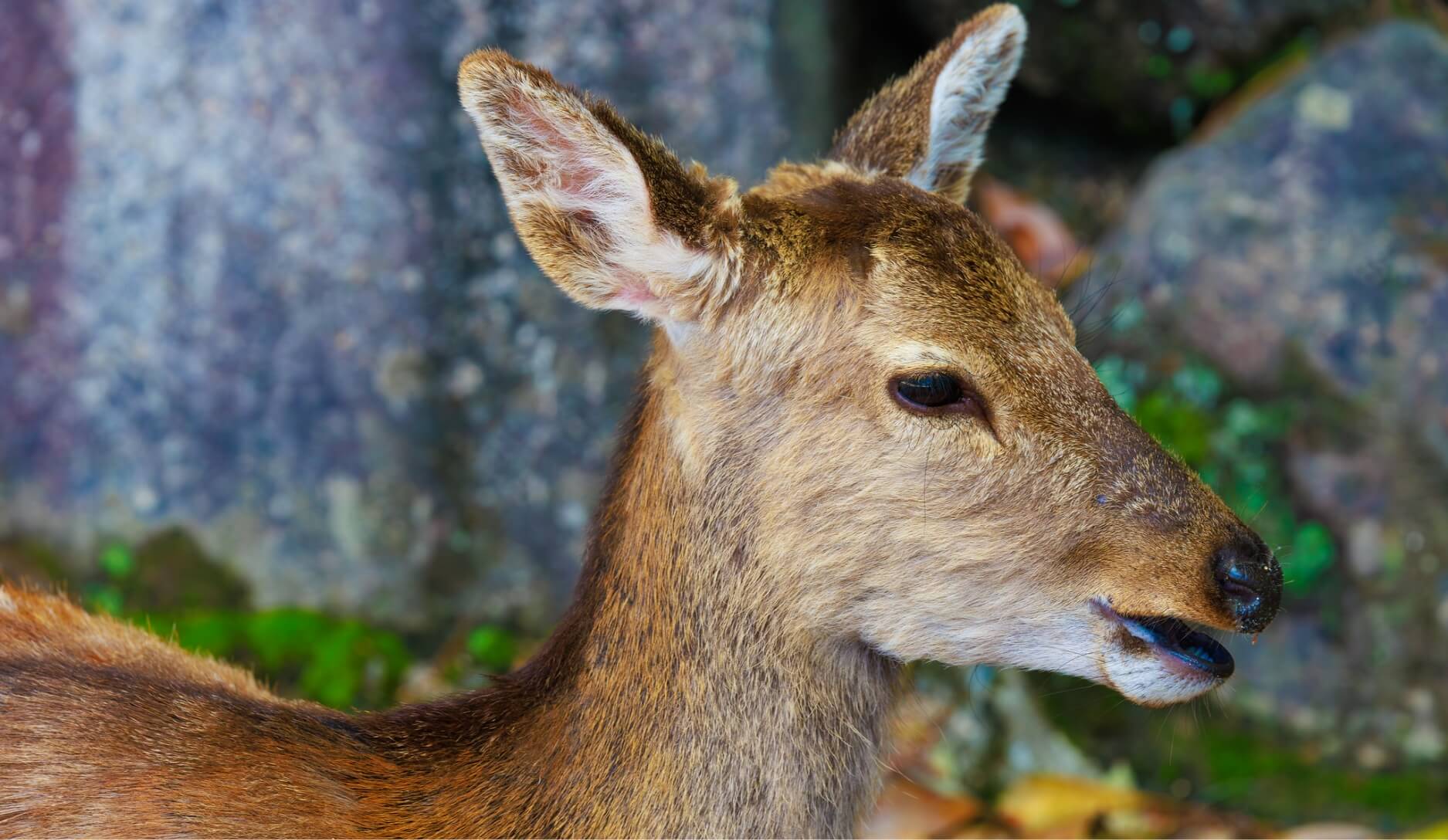 Photo 2 of Sika Deer