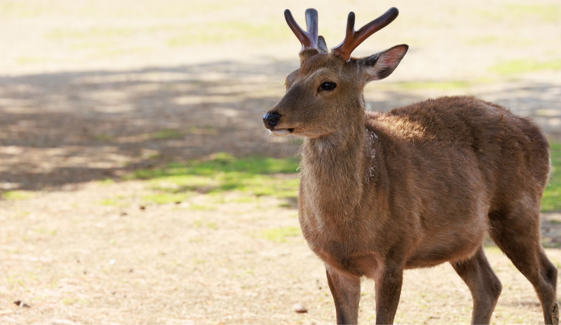 Photo 3 of Sika Deer