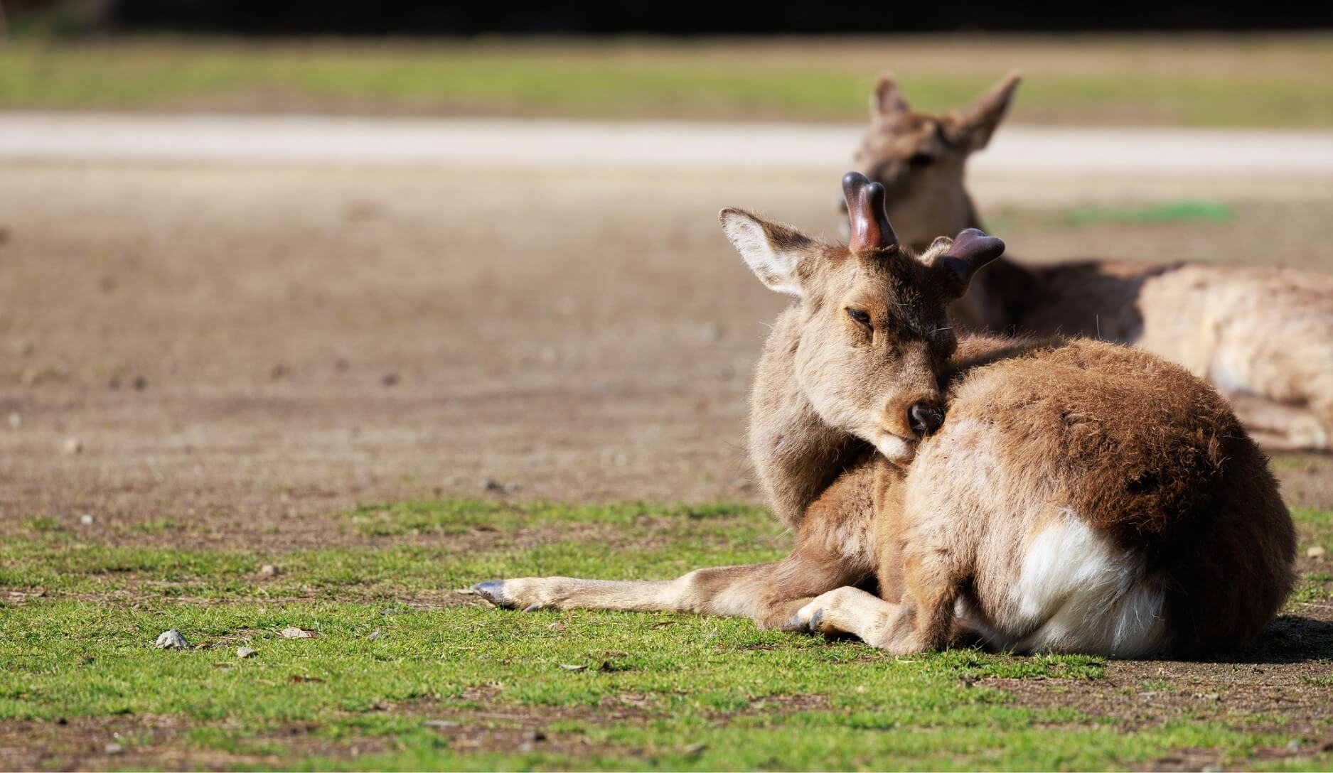Photo 4 of Sika Deer