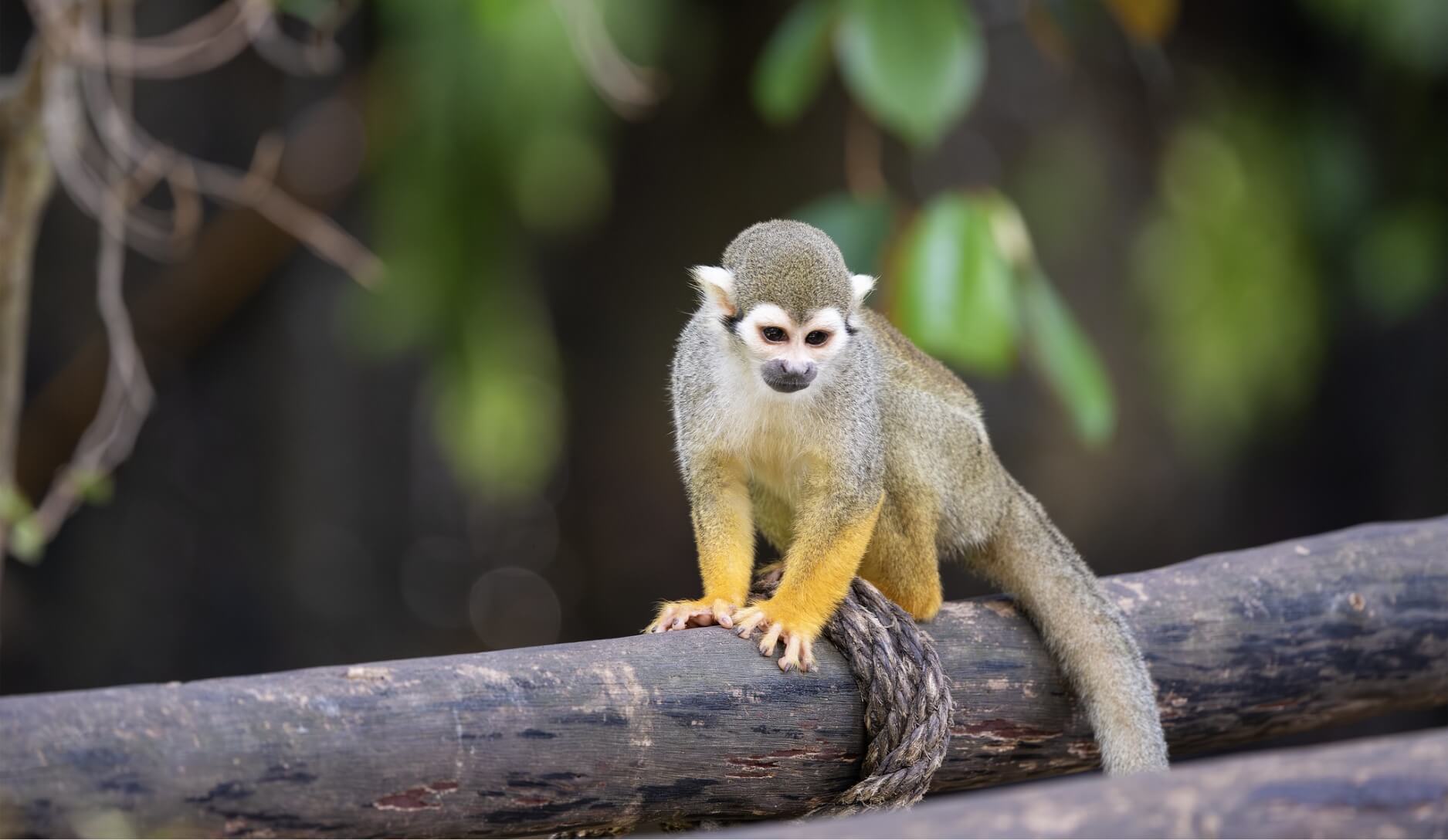 Photo 2 of Squirrel Monkey