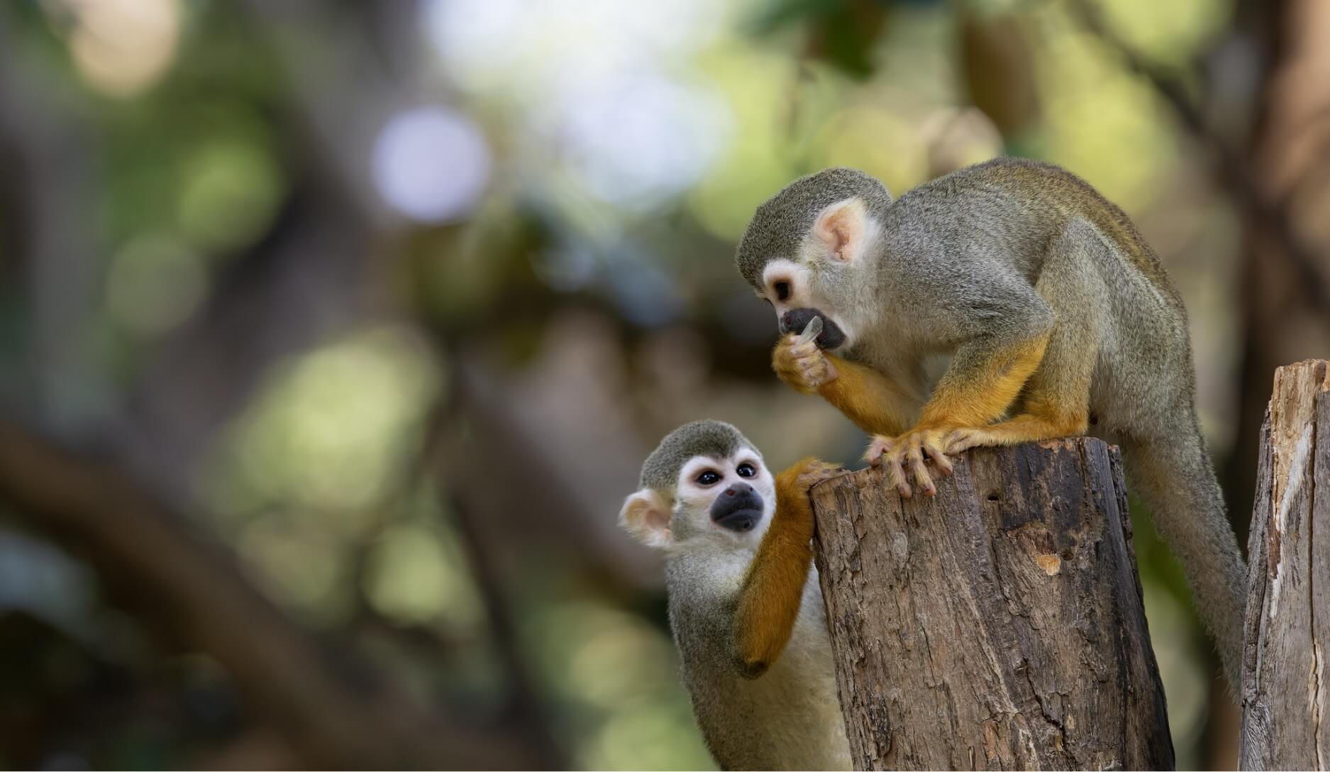 Photo 3 of Squirrel Monkey